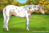 Horse Color:White Spotted Silver Buckskin Tobiano Rabicano 