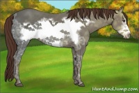 Horse Color:Liver Chestnut Ice Frame
