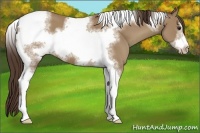 Horse Color:Classic Champagne Tobiano Frame 