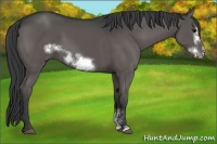 Horse Color:Black Sabino Frame 