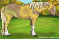 Horse Color:Palomino