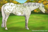 Horse Color:Silver Classic Champagne Roan Frame Appaloosa Rabicano 