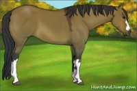 Horse Color:Bay Dun