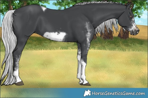 Horse Color:White Spotted Silver Black Chinchilla Tobiano Frame Rabicano 