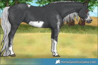 Horse Color:White Spotted Silver Black Chinchilla Tobiano Frame Rabicano 