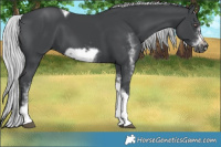 Horse Color:White Spotted Silver Black Chinchilla Tobiano Frame Rabicano 