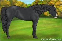 Horse Color:Black Splash