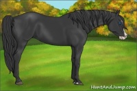 Horse Color:Black Splash