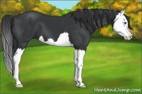 Horse Color:Black Splash