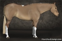 Horse Color:Liver Red Dun Tobiano 