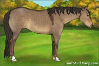 Horse Color:Liver Red Dun 