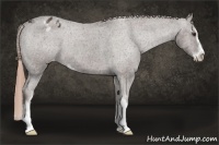 Horse Color:Liver Chestnut Sabino Appaloosa 