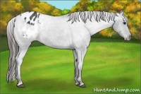 Horse Color:Blue Roan Appaloosa 