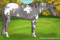 Horse Color:White Spotted Liver Chestnut Appaloosa