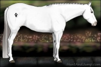 Horse Color:Liver Chestnut Sabino Appaloosa 