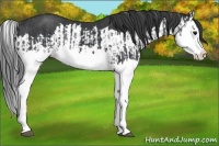 Horse Color:Black Splash and Black Splash Rabicano