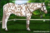 Horse Color:Red Dun Near Leopard 