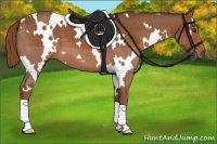 Horse Color:White Spotted Chestnut