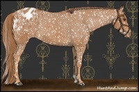 Horse Color:Chestnut Appaloosa 