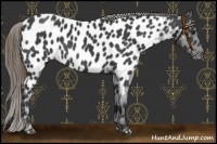Horse Color:Smoky Black Near Leopard 