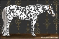 Horse Color:Smoky Black Near Leopard 