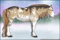 Horse Color:Liver Red Dun Sabino Splash Rabicano