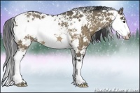 Horse Color:Bay Dun Sabino Splash Rabicano Brindle 