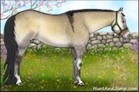 Horse Color:Buckskin Onyx 