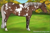 Horse Color:White Spotted Silver Bay