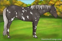 Horse Color:White Spotted Silver Black 