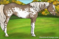 Horse Color:White Spotted Liver Chestnut Splash Frame Rabicano 