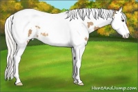 Horse Color:White Spotted Silver Buckskin Splash Tobiano 