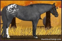 Horse Color:Black Appaloosa 