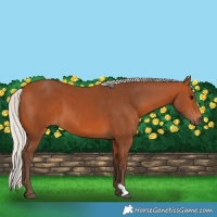 Horse Color:Silver Bay 