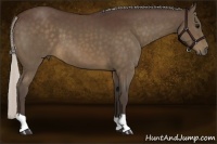 Horse Color:Silver Brown 