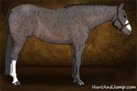 Horse Color:Bay Ice 