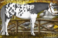 Horse Color:Black Splash Appaloosa 