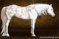 Horse Color:White Spotted Buckskin Pearl Appaloosa 