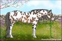 Horse Color:Buckskin Appaloosa 