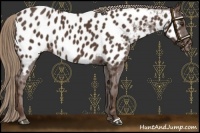 Horse Color:Liver Chestnut Appaloosa 