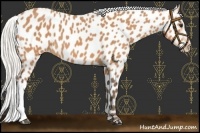 Horse Color:Silver Bay Near Leopard 
