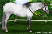 Horse Color:Blue Roan 