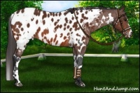Horse Color:White Spotted Bay Appaloosa