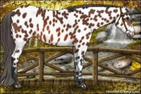 Horse Color:Bay Near Leopard 