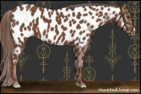 Horse Color:Chestnut Near Leopard 