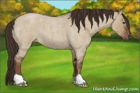 Horse Color:Liver Red Dun Roan 