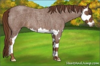 Horse Color:Red Roan Splash