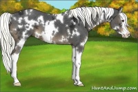 Horse Color:White Spotted Liver Chestnut Ice Sabino Splash 
