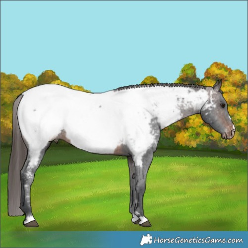 Horse Color:Brown Appaloosa 