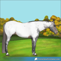 Horse Color:Brown Appaloosa